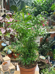 Chamaedorea Elegans | Parlour Palm