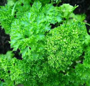 Herb Mix Seed Tin