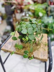 Peperomia tetraphylla 'Hope' | Radiator Plant