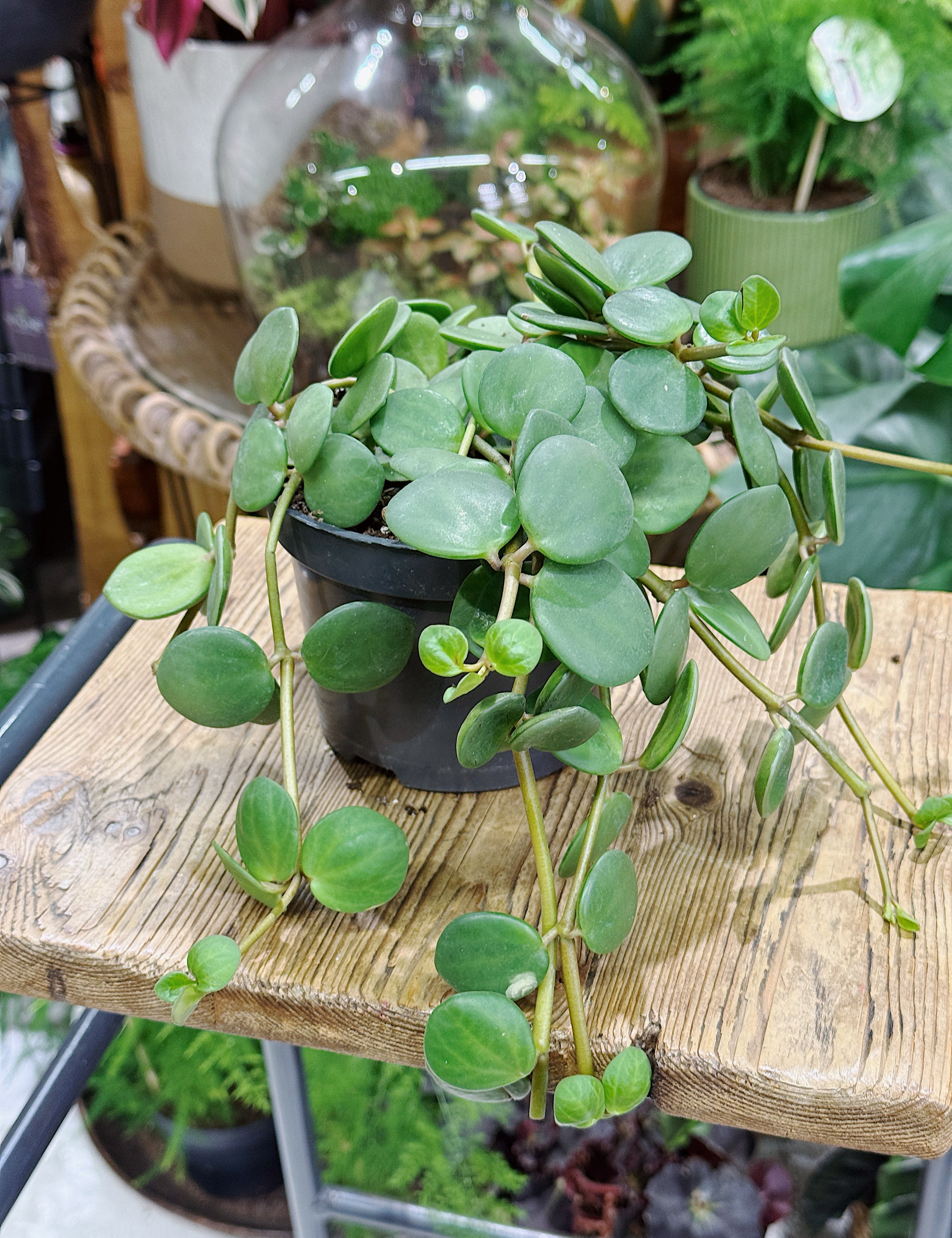 Low Light Plants