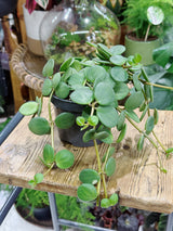 Peperomia tetraphylla 'Hope' | Radiator Plant