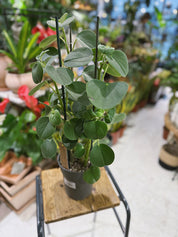 Peperomia Hovaria Peperomia 'Hovaria' houseplant with velvety silver green leaves on fleshy branching stems in a 15cm pot