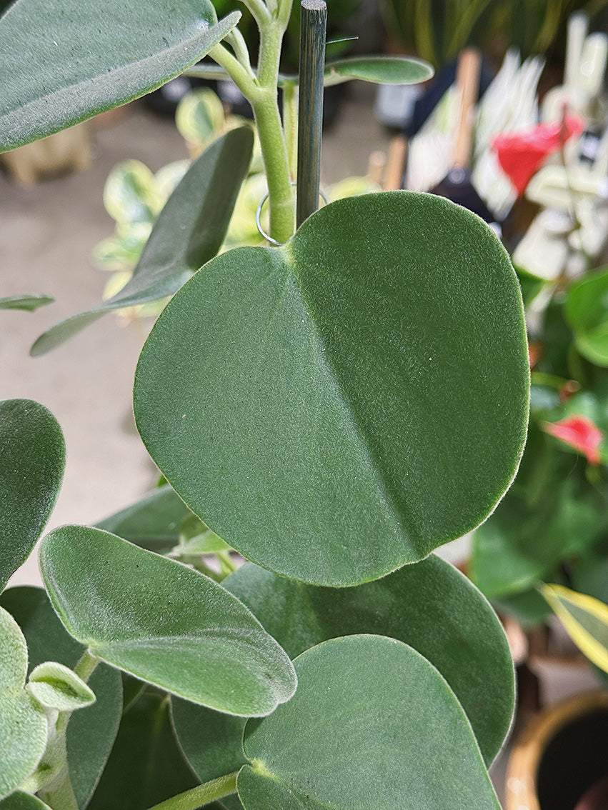 Peperomia 'Hovaria' succulent peperomia with felted grey green foliage, easy care indoor plant