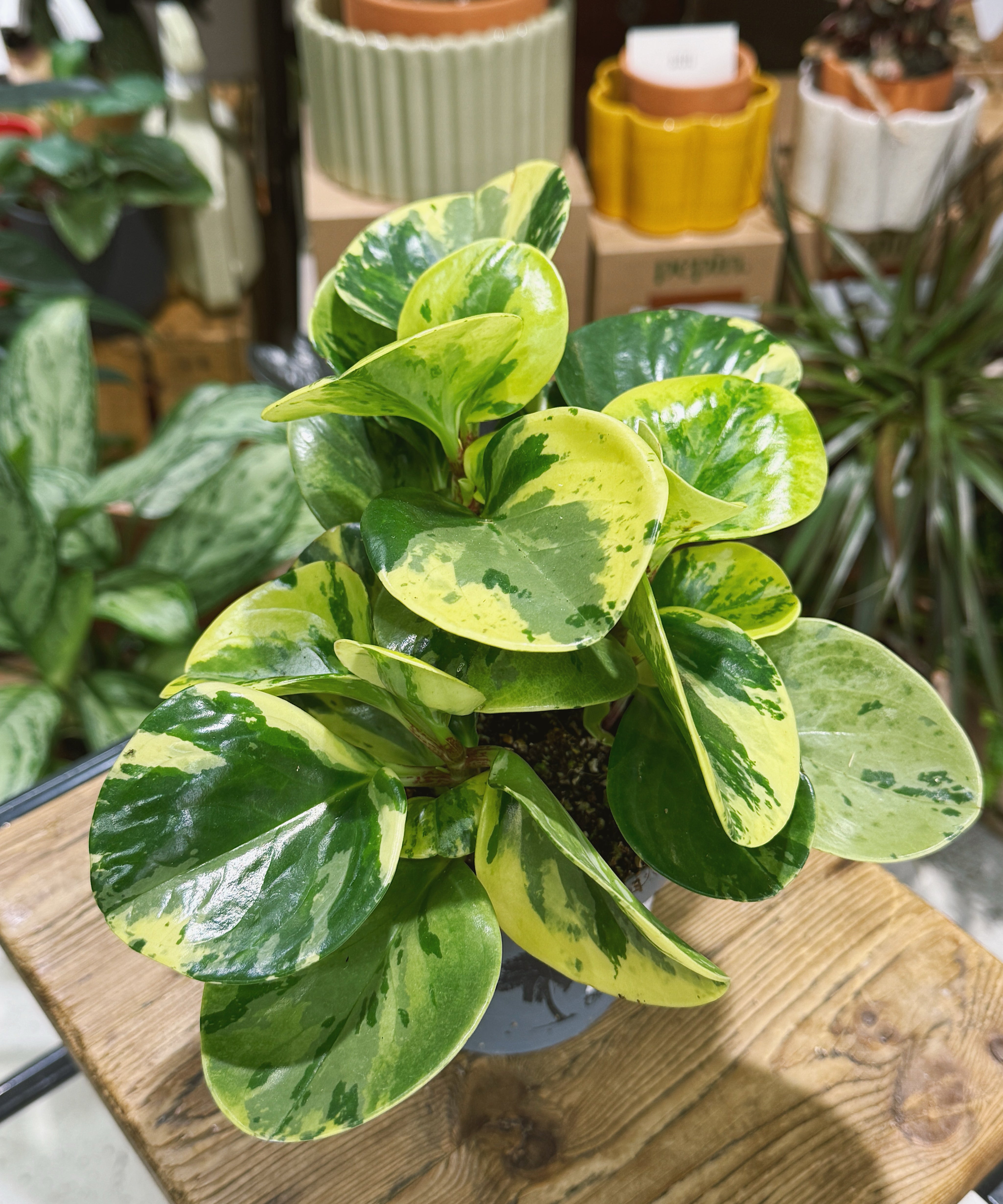 peperomia_obtsuifolia_var.jpg