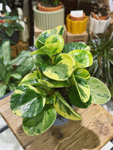 Peperomia obtusifolia 'Green Gold' | Variegated Baby Rubber Plant