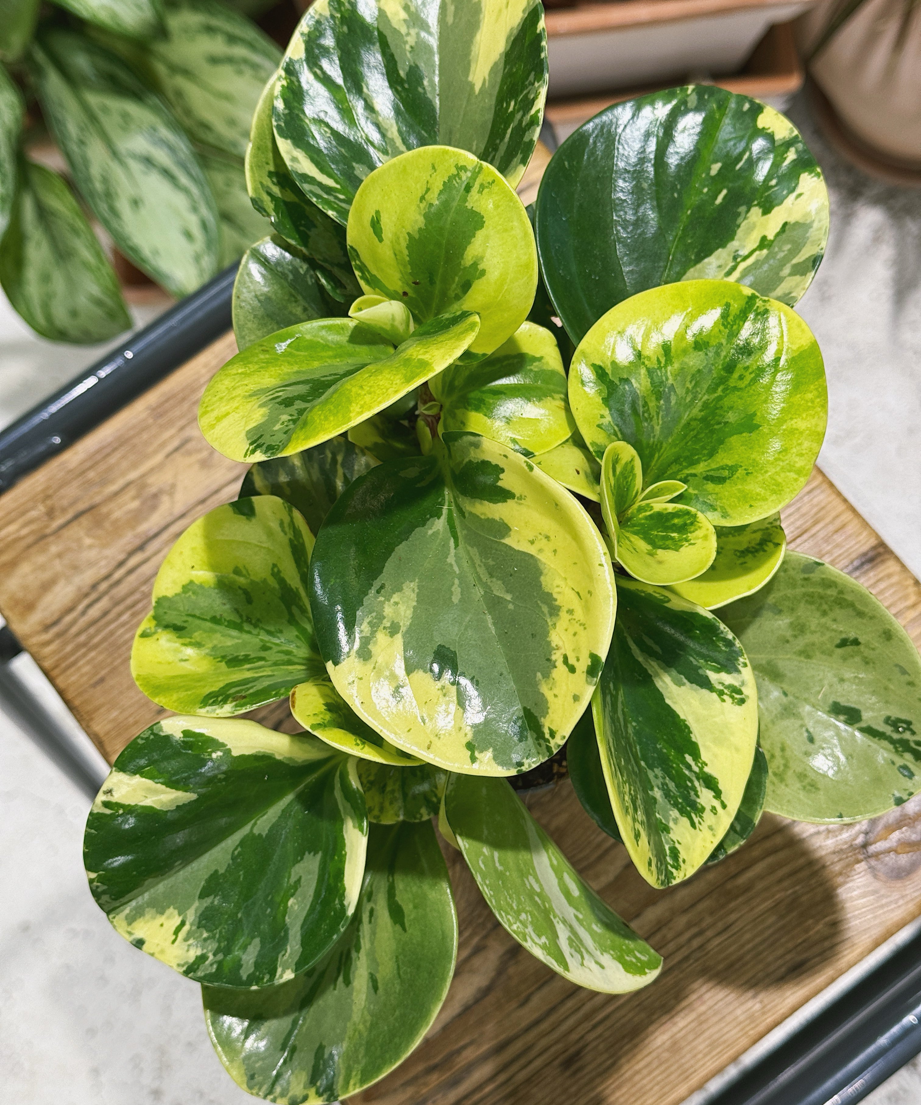 peperomia_obtsuifolia_var1.jpg