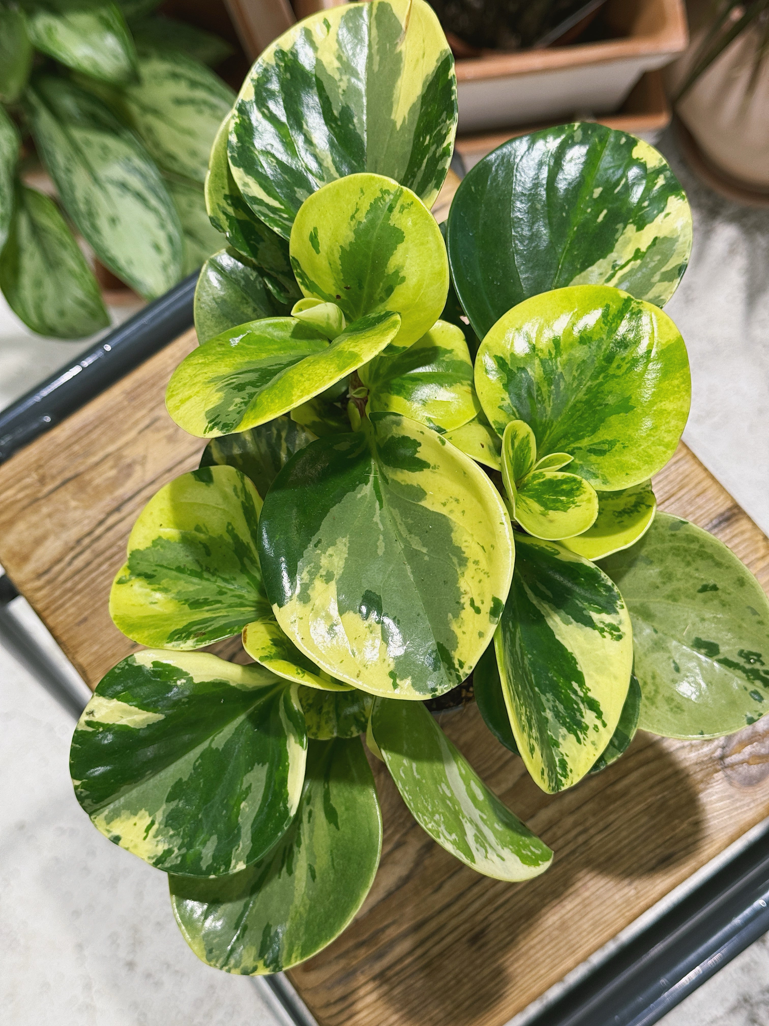 Peperomia obtusifolia 'Green Gold' | Variegated Baby Rubber Plant
