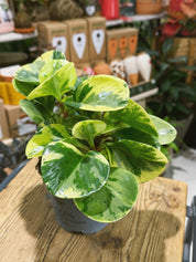 Peperomia obtusifolia 'Green Gold' | Variegated Baby Rubber Plant