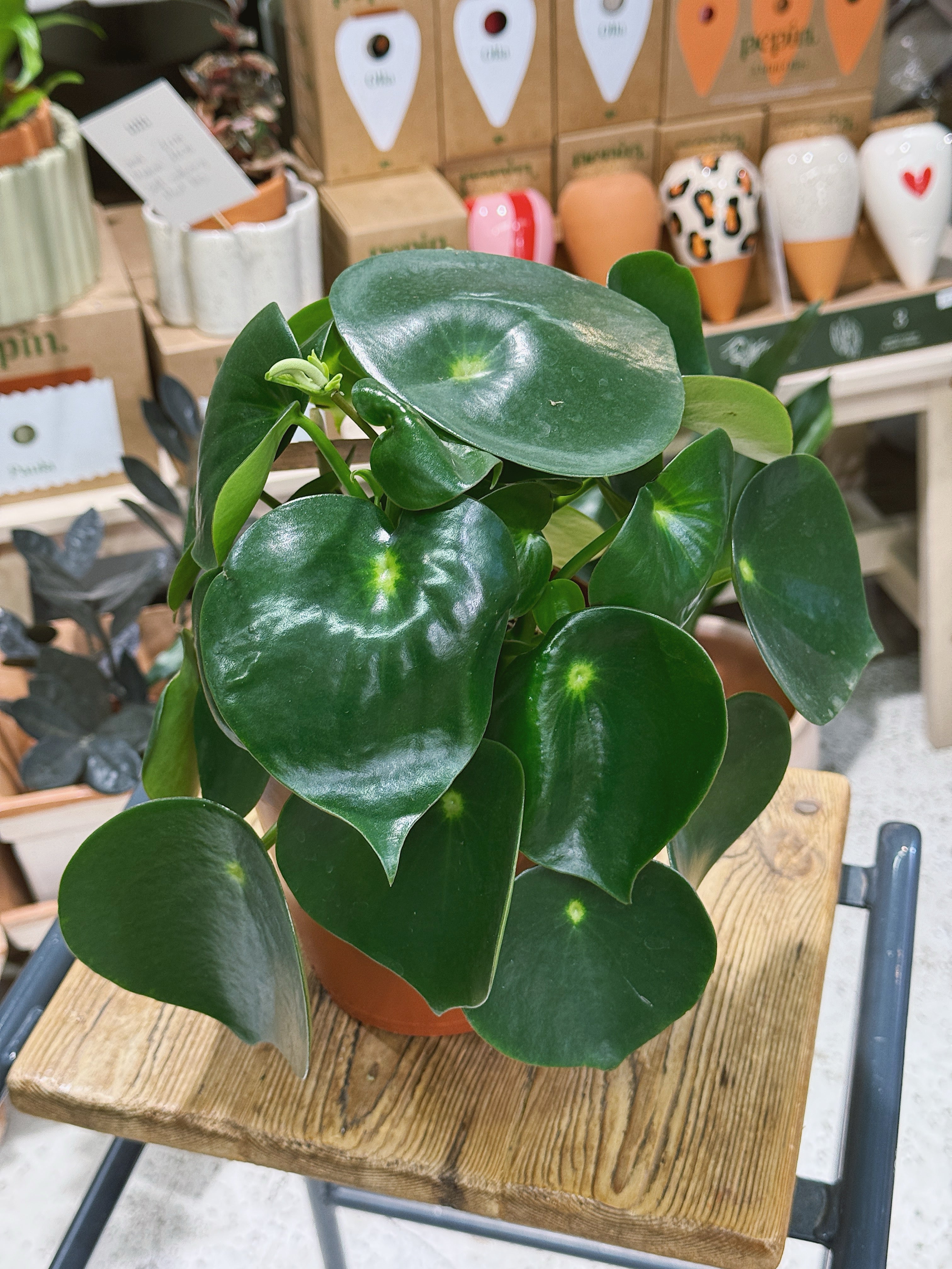Raindrop Peperomia | Peperomia polybotrya 'Raindrop', a glossy coin-leaved houseplant