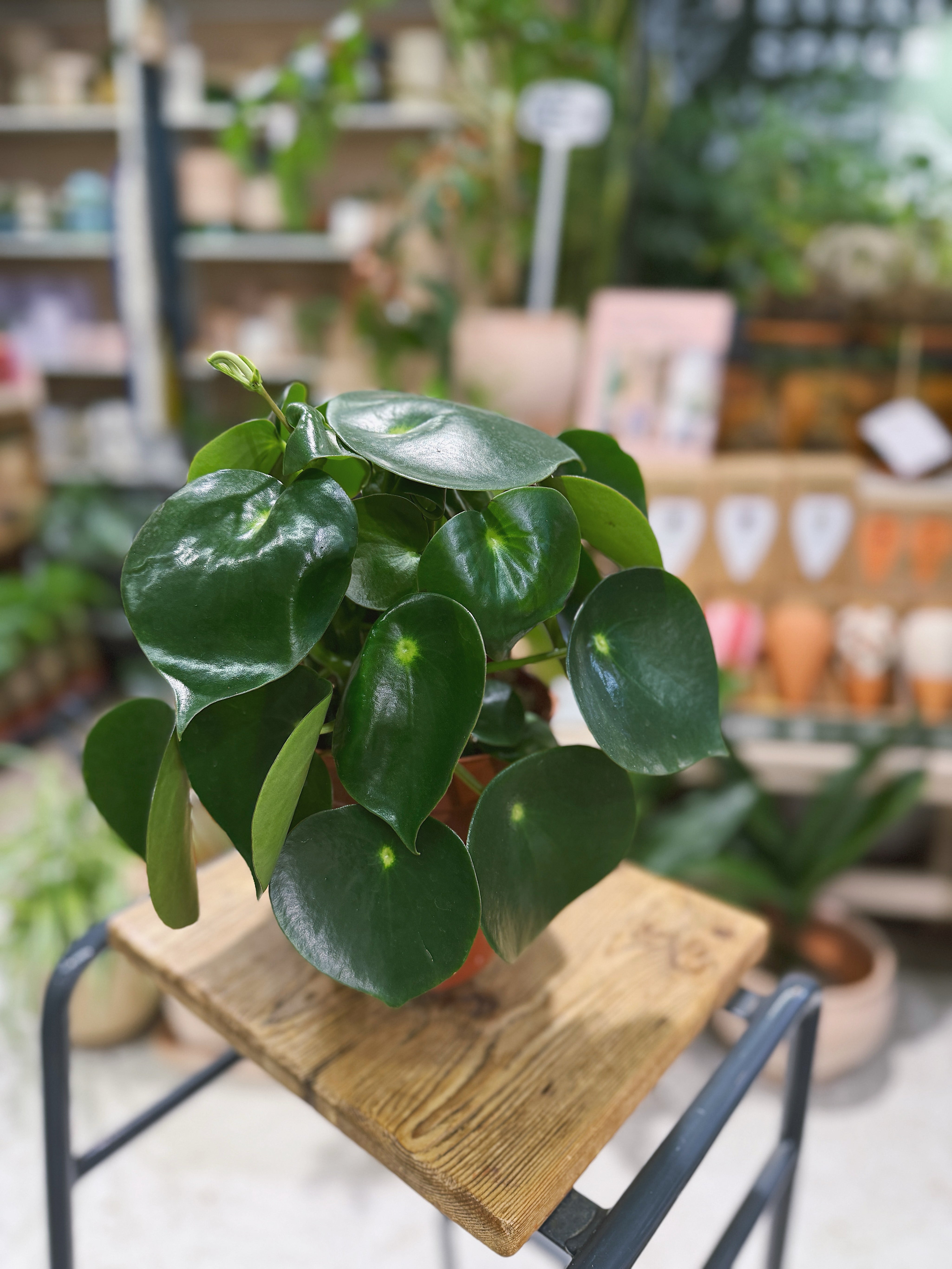 Raindrop Peperomia | Peperomia polybotrya 'Raindrop', a glossy coin-leaved houseplant