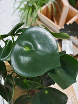 Raindrop Peperomia | Peperomia polybotrya 'Raindrop', a glossy coin-leaved houseplant