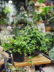 Peperomia rotundifolia | Trailing Jade