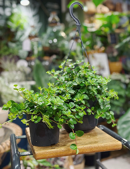 Peperomia rotundifolia  Trailing Jade plant 