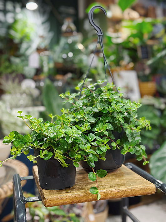 Peperomia rotundifolia | Trailing Jade