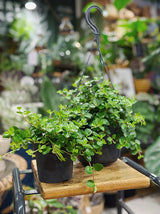 Peperomia rotundifolia | Trailing Jade