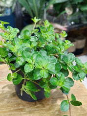Peperomia rotundifolia | Trailing Jade