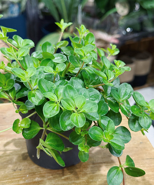 peperomiarotundifolia1.jpg