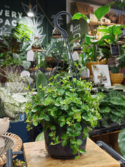Peperomia rotundifolia | Trailing Jade