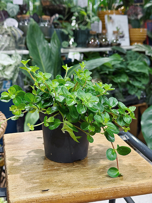 Peperomia rotundifolia | Trailing Jade
