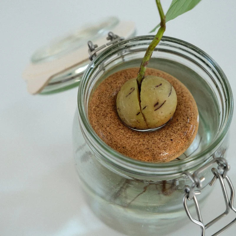 Avocado Float x Justine Jossart