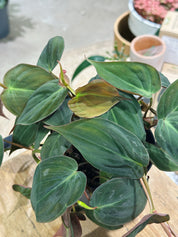Philodendron Scandens Micans
