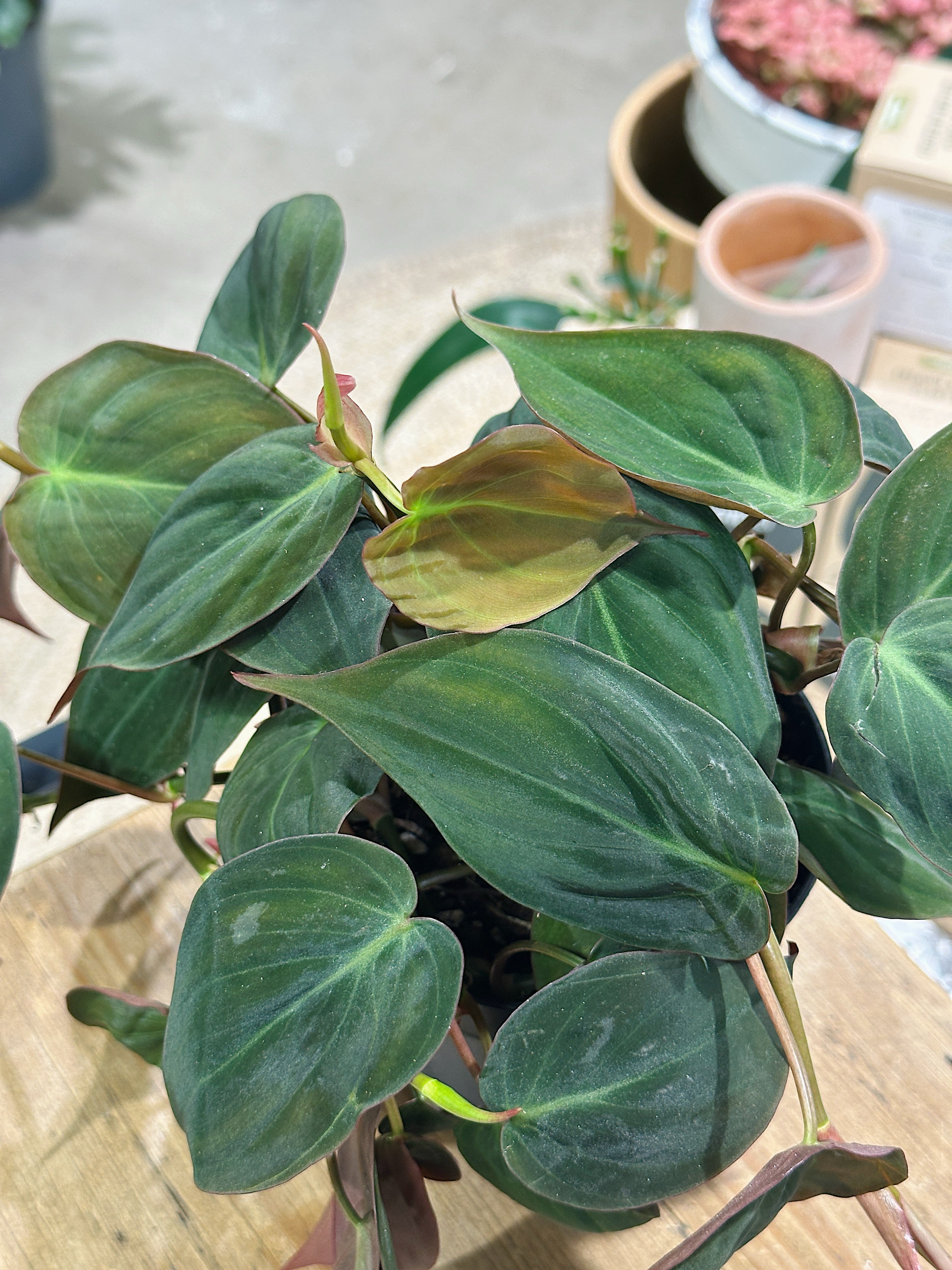 Philodendron Scandens Micans