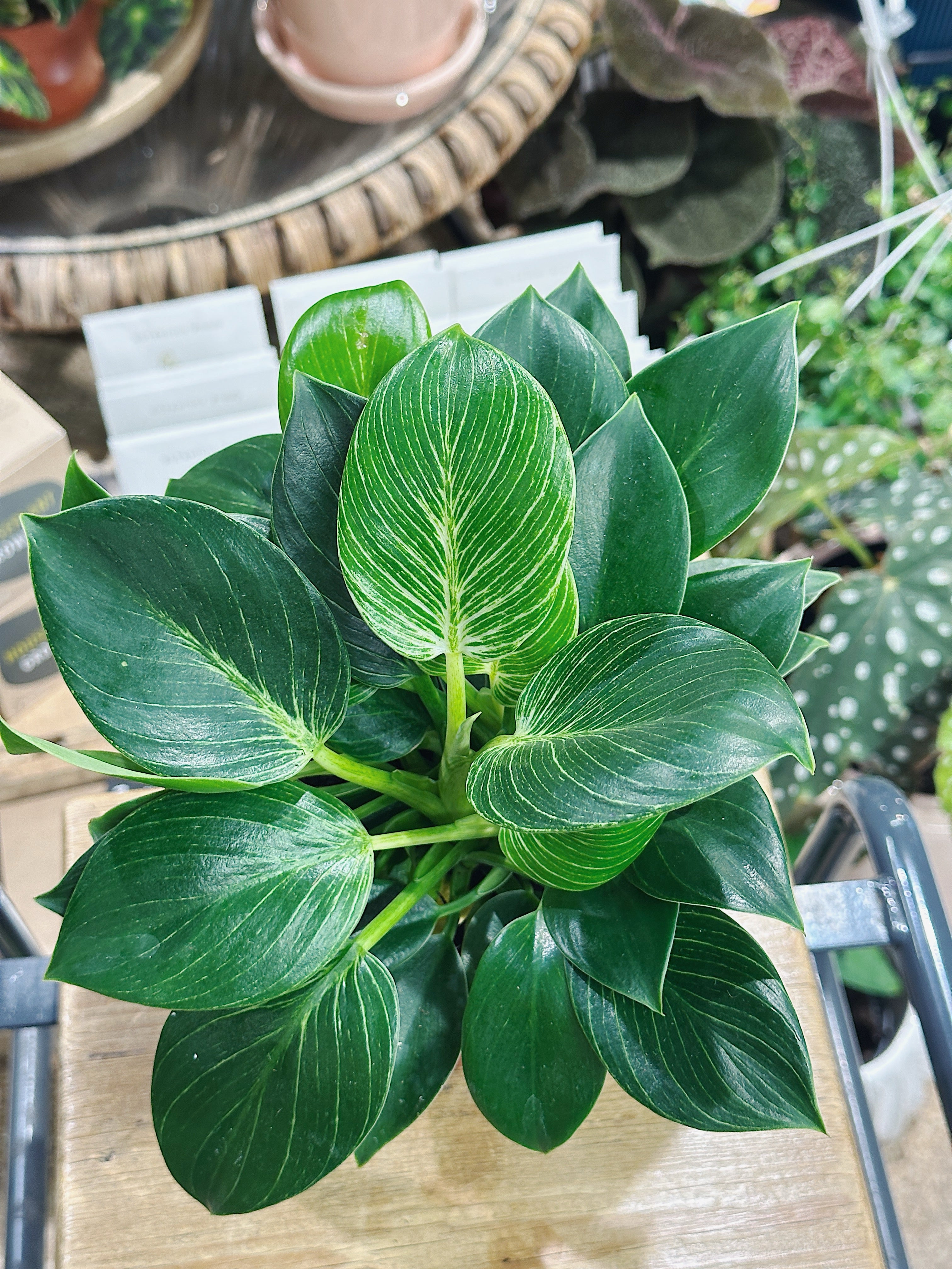 Philodendron Birkin | Philodendron White Wave | White Measure