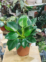 Philodendron Birkin | Philodendron White Wave | White Measure