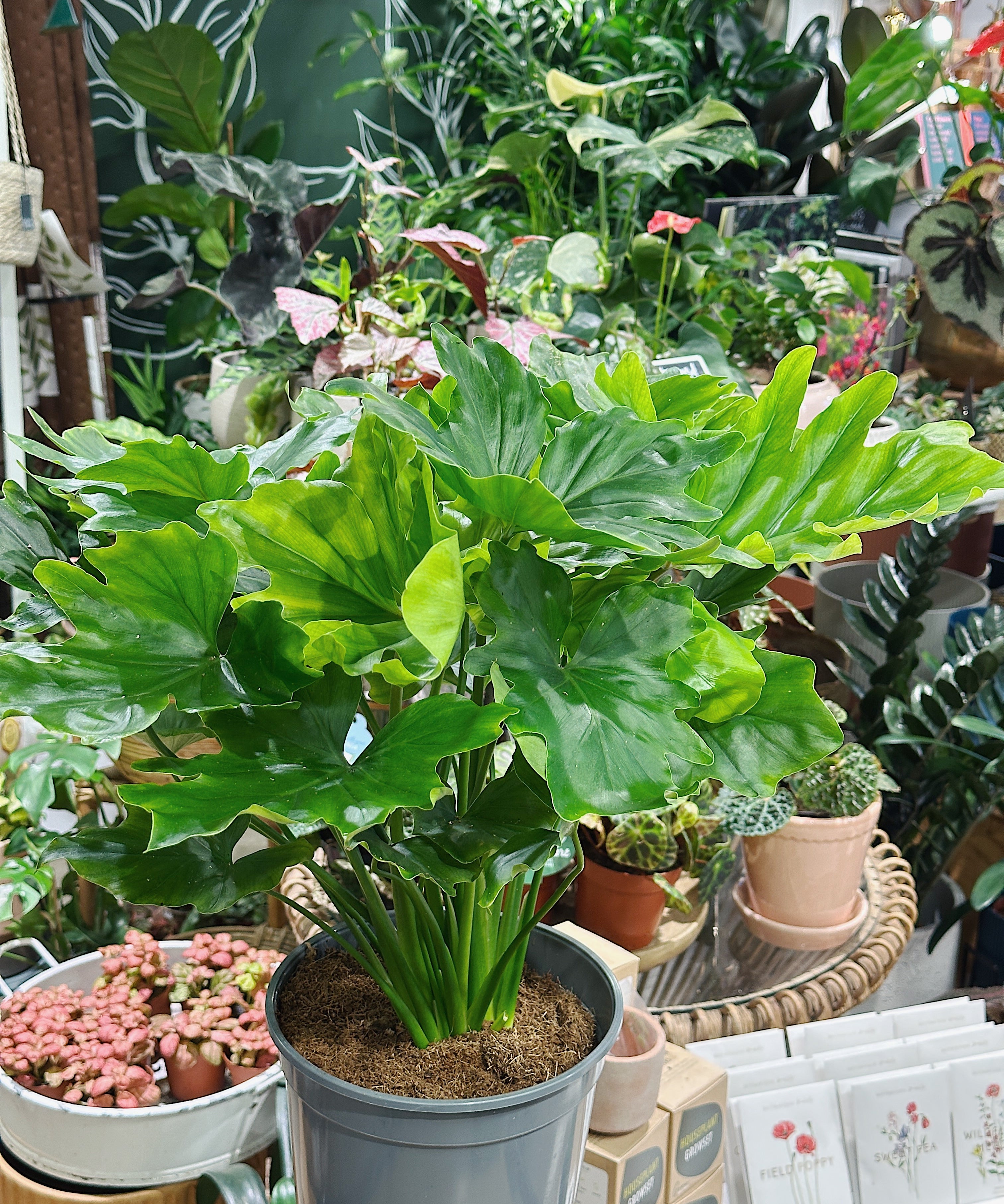 philodendron-hope.jpg