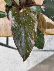 Pink Princess | Philodendron erubescens 'Pink Princess', a variegated climber with pink-splashed leaves
