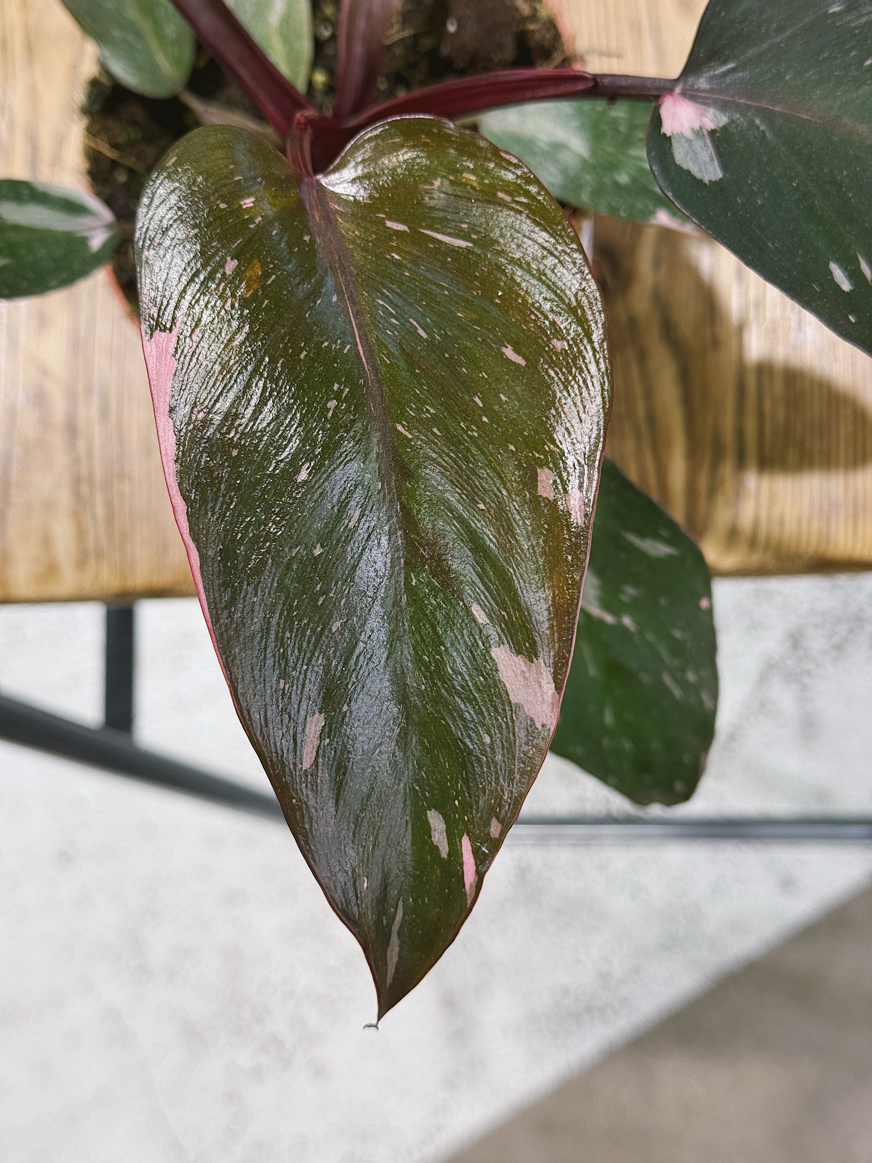 Pink Princess | Philodendron erubescens 'Pink Princess', a variegated climber with pink-splashed leaves