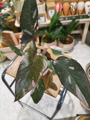 Pink Princess | Philodendron erubescens 'Pink Princess', a variegated climber with pink-splashed leaves