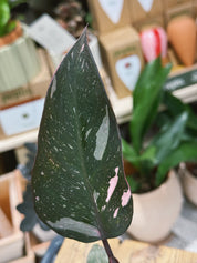 Pink Princess | Philodendron erubescens 'Pink Princess', a variegated climber with pink-splashed leaves