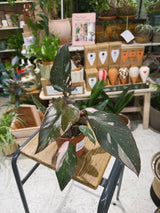 Pink Princess | Philodendron erubescens 'Pink Princess', a variegated climber with pink-splashed leaves