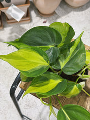 Philodendron Brasil | Philodendron hederaceum 'Brasil', a trailing heart-leaf with lime-striped foliage