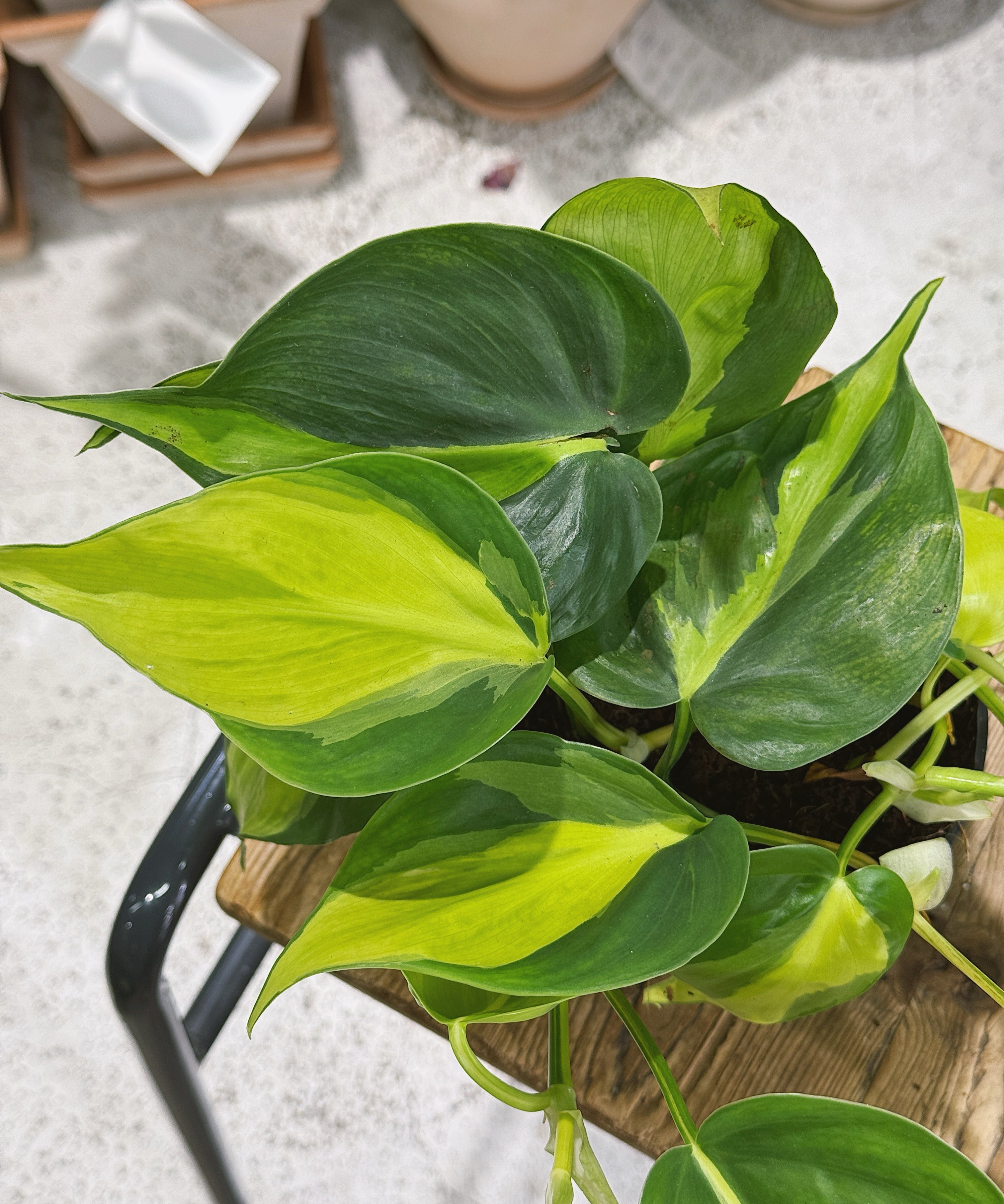 philodendron_scandens.jpg