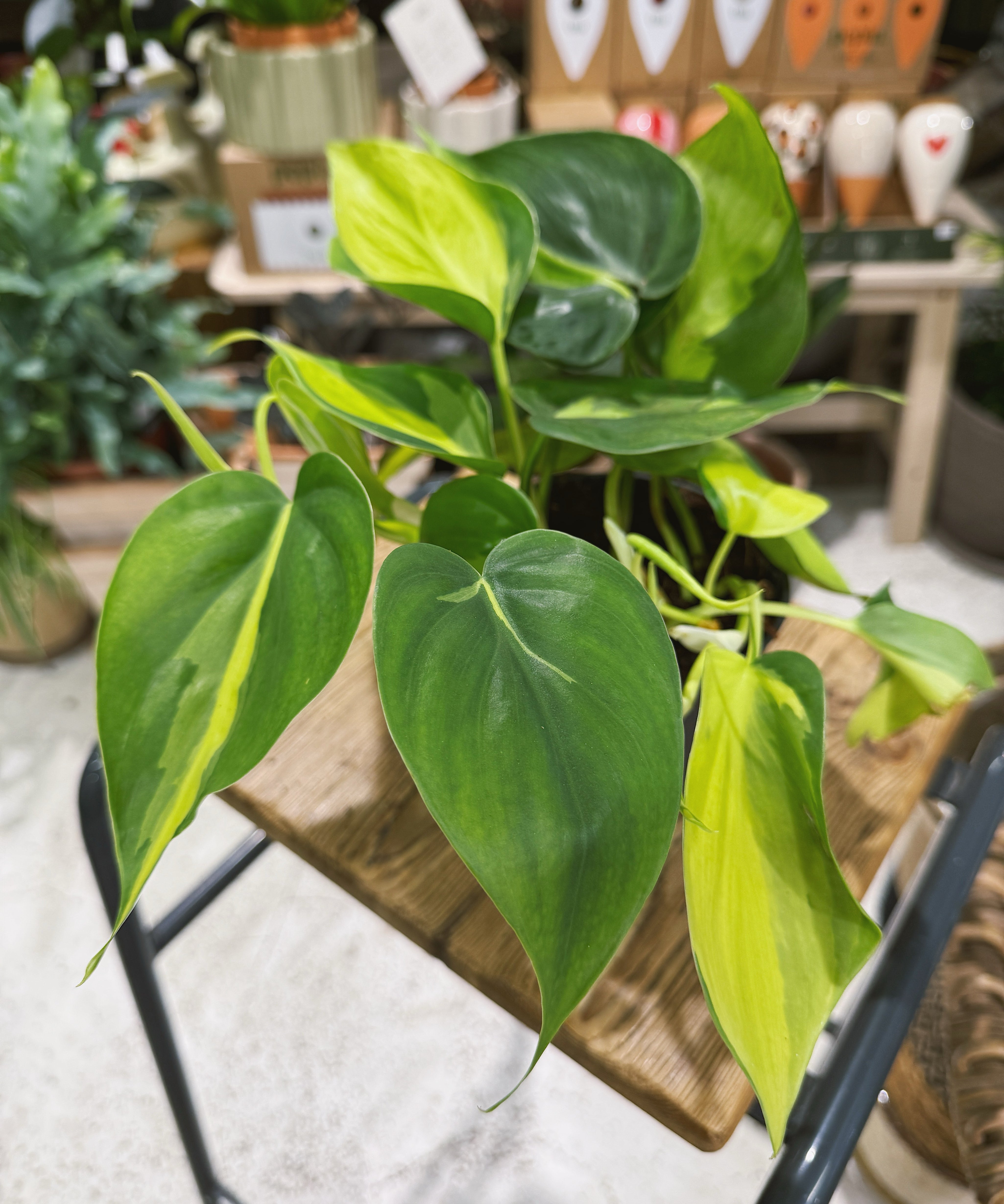 philodendron_scandens1.jpg