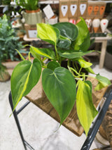 Philodendron Brasil | Philodendron hederaceum 'Brasil', a trailing heart-leaf with lime-striped foliage