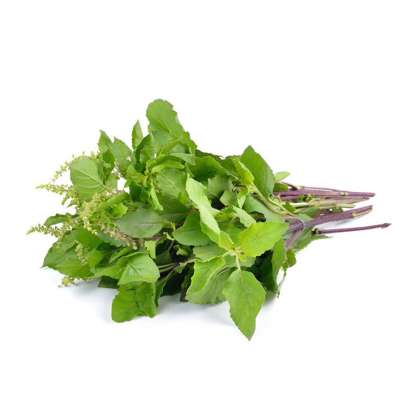 The Every Space Ocimum Tenuiflorum or Holy Green Basil seed packet of 400 seeds by Piccolo