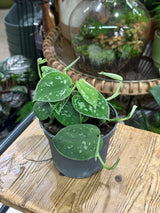 Scindapsus Pictus Trebie | Satin Pothos