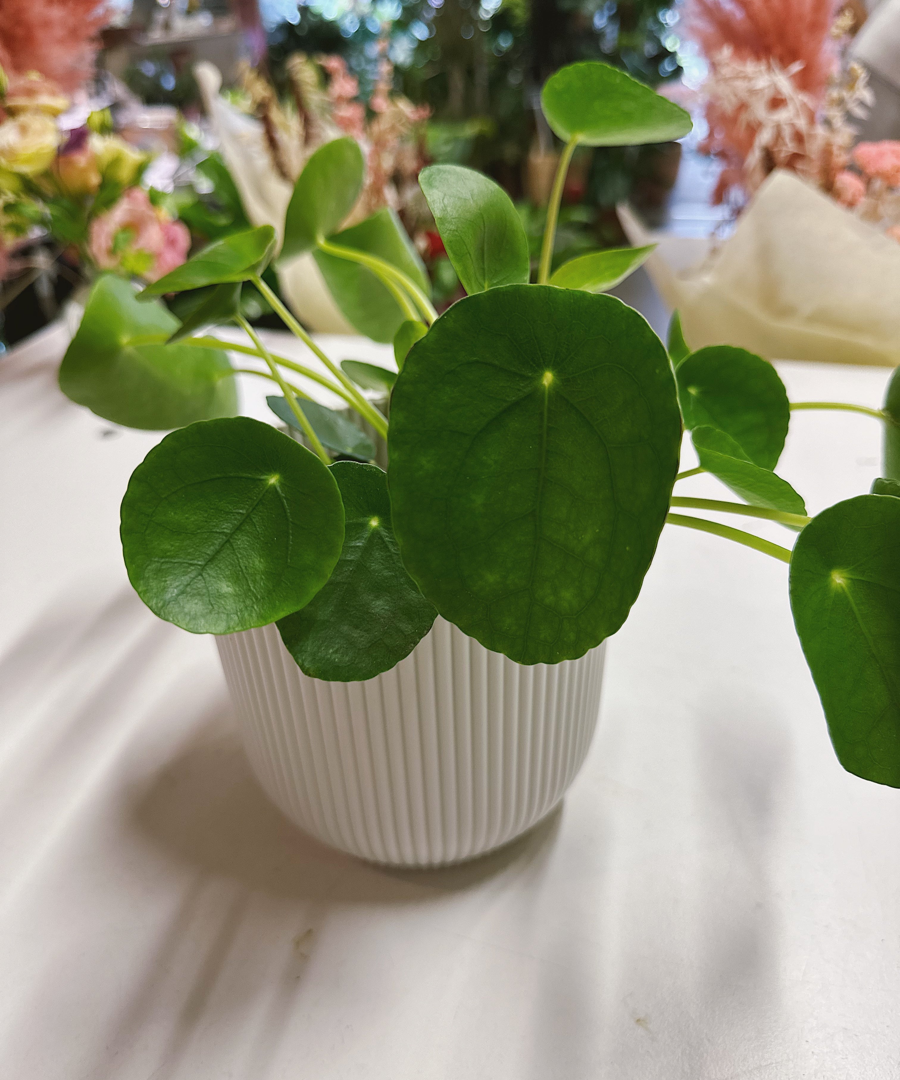 pilea-chinese-money-plant.jpg