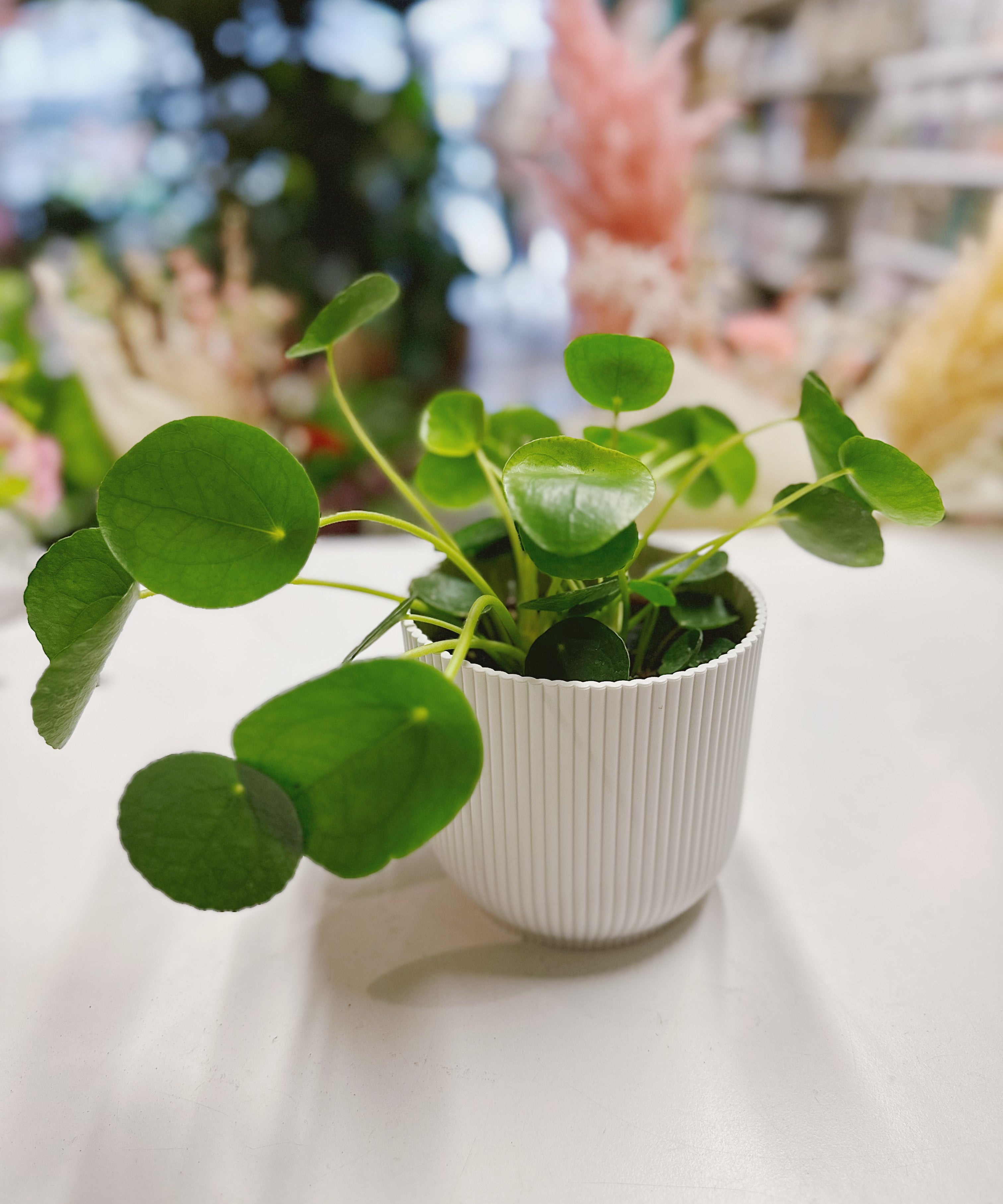 pilea-chinese-money-plant2.jpg