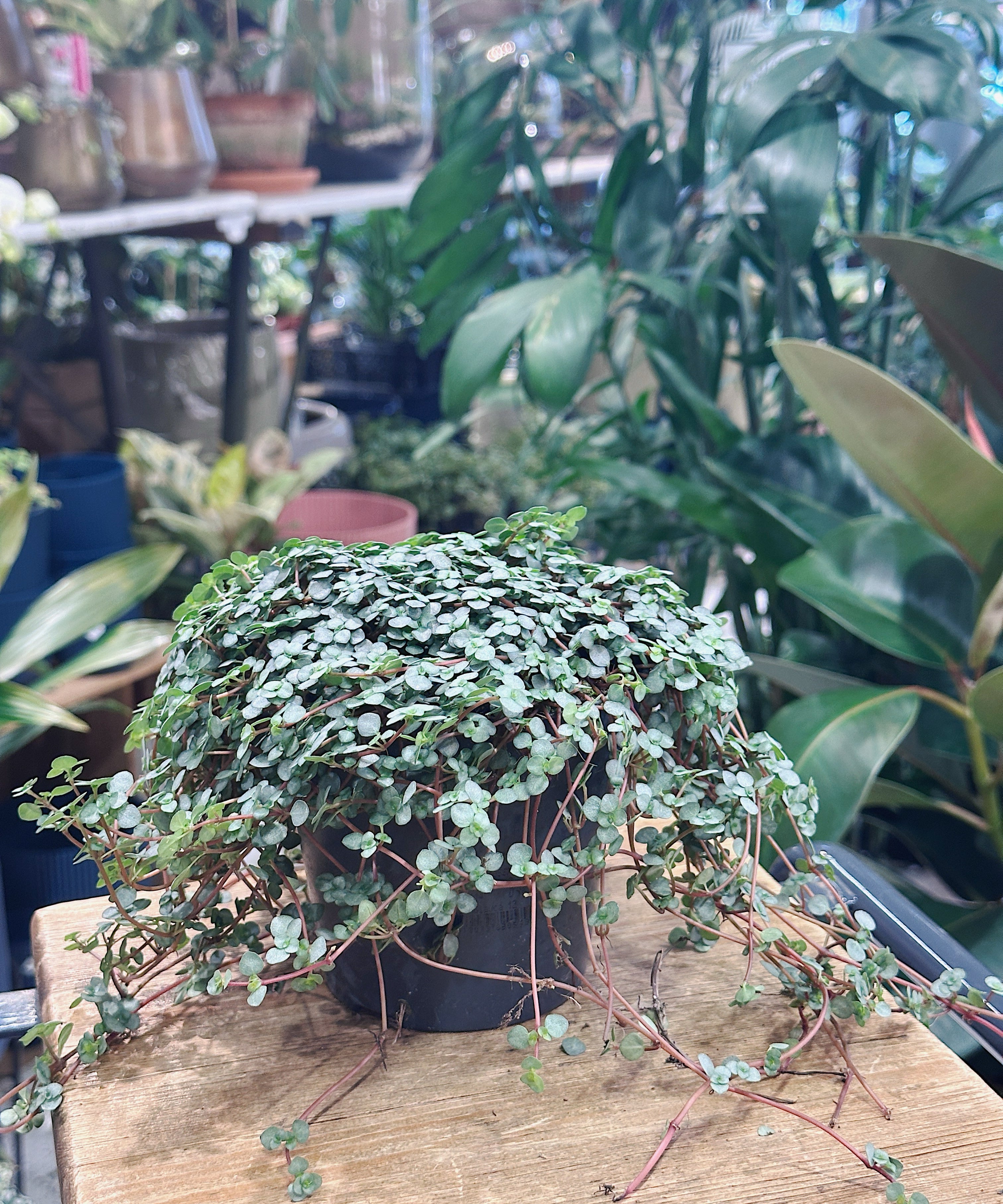pilea_greyzy.jpg