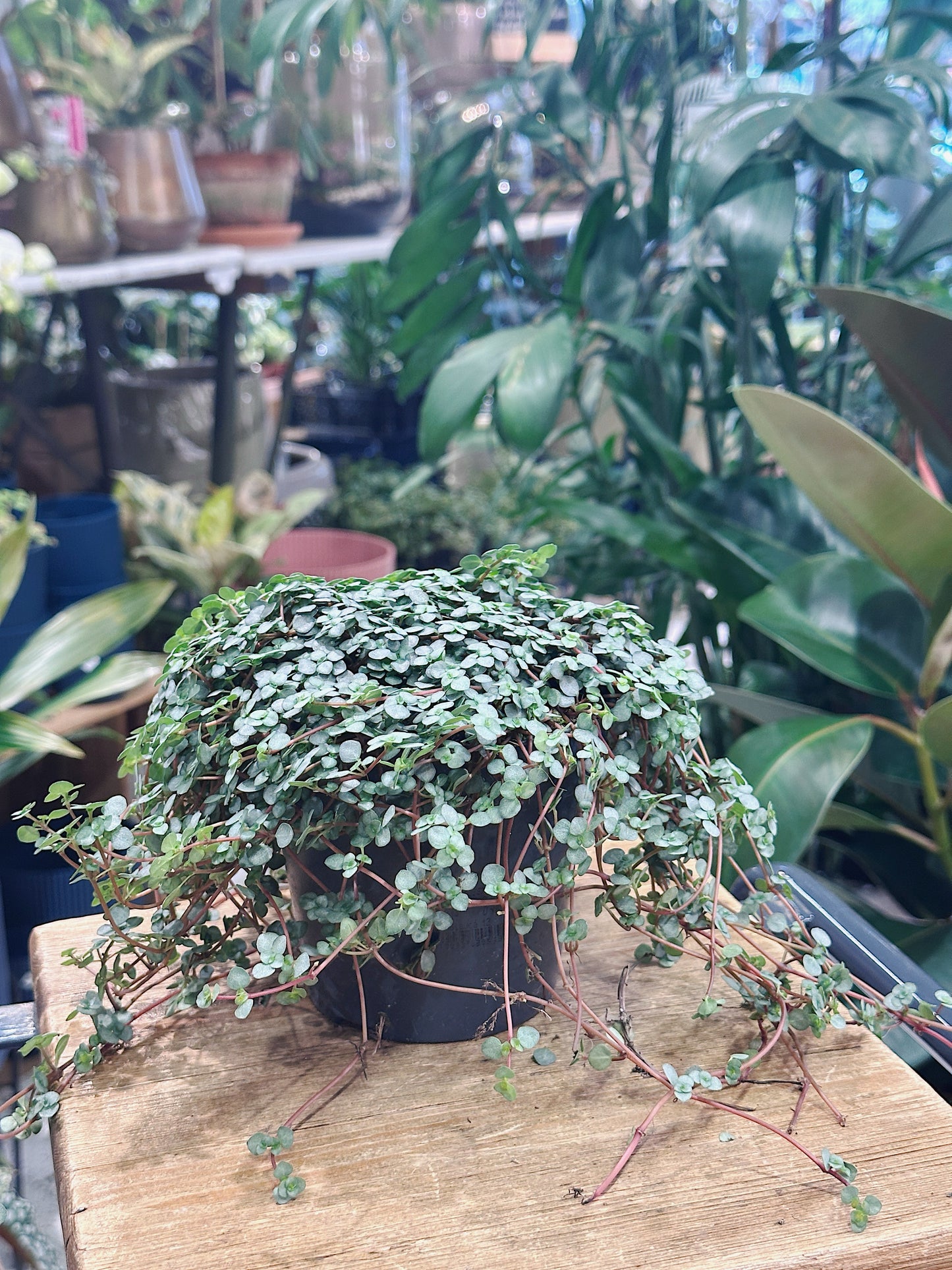 Pilea glaucophylla greyzy | Silver Sprinkles Pilea