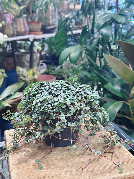 Pilea glaucophylla greyzy | Silver Sprinkles Pilea