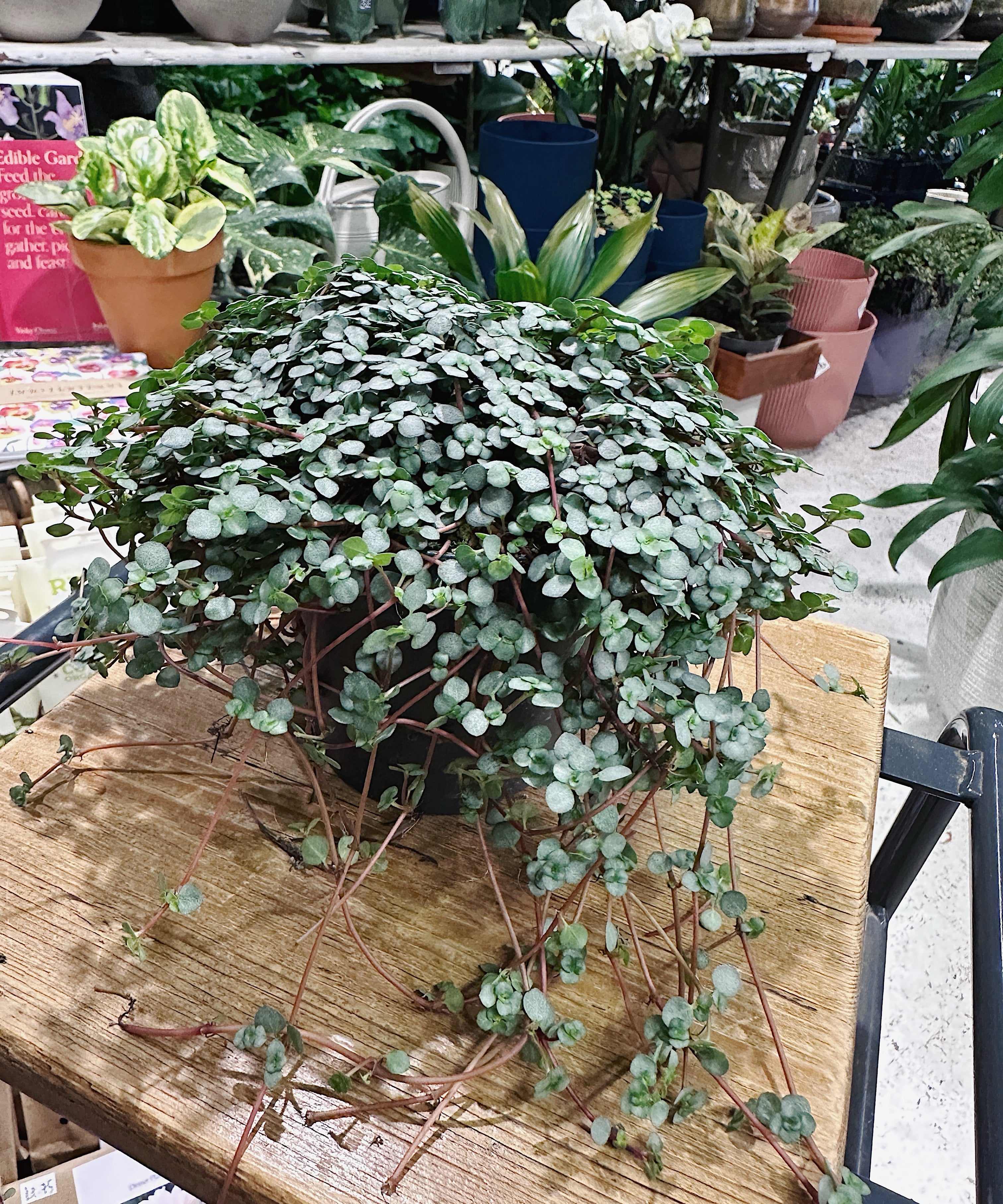 pilea_greyzy1.jpg