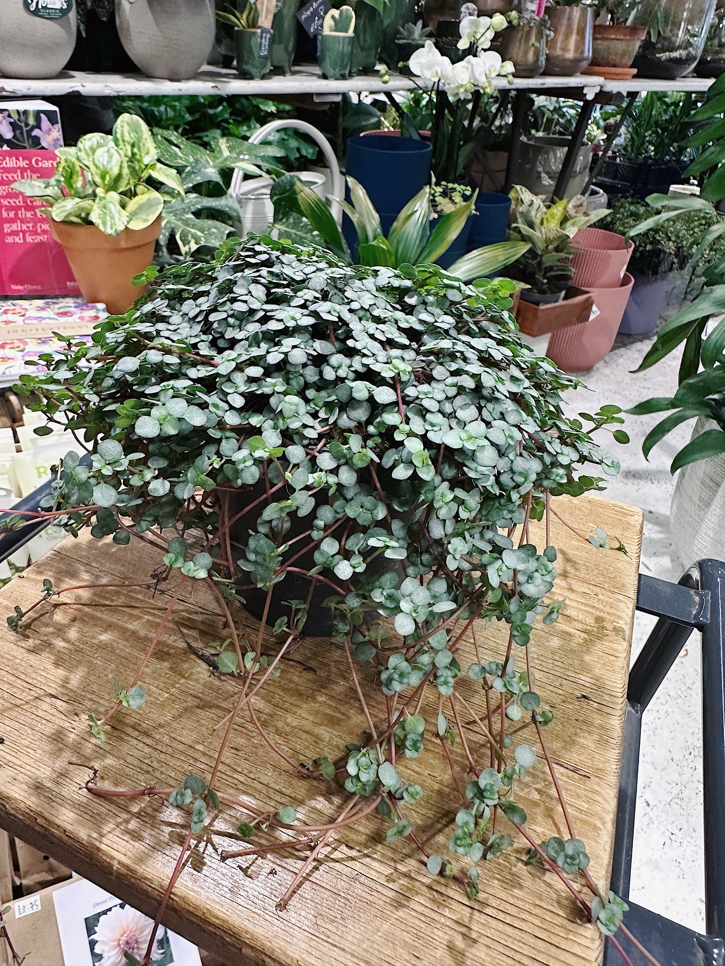 Pilea glaucophylla greyzy | Silver Sprinkles Pilea