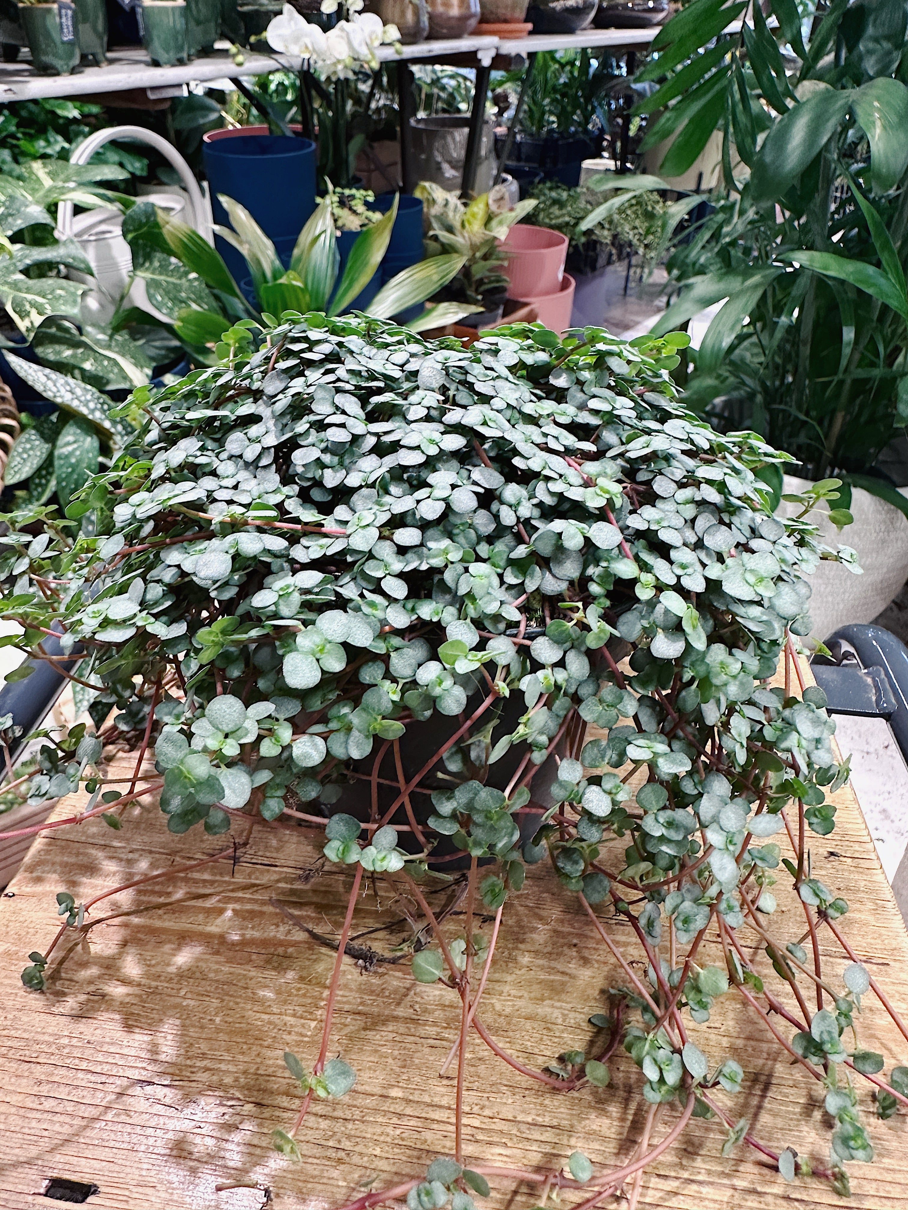 Pilea glaucophylla greyzy | Silver Sprinkles Pilea