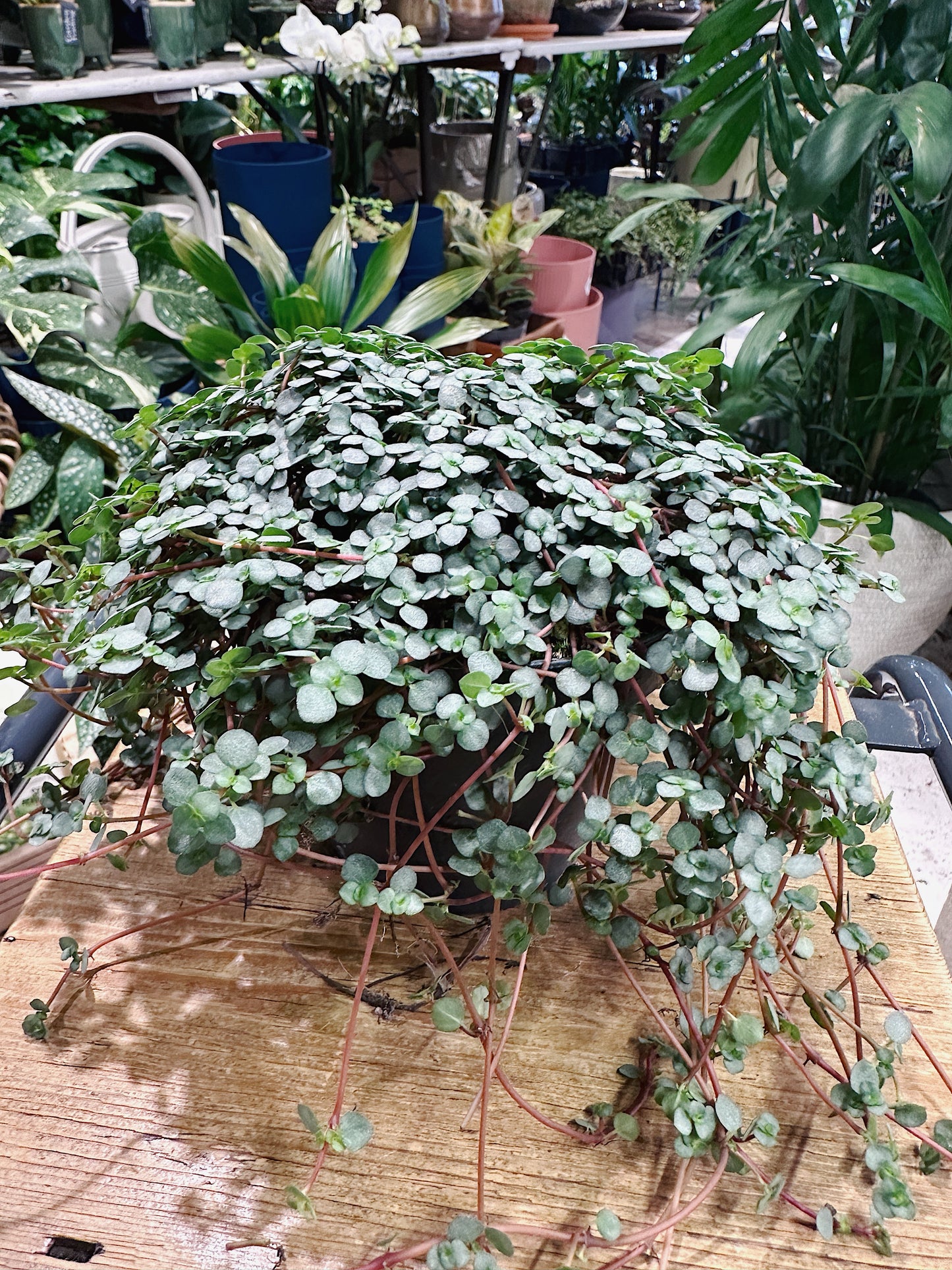 Pilea glaucophylla greyzy | Silver Sprinkles Pilea