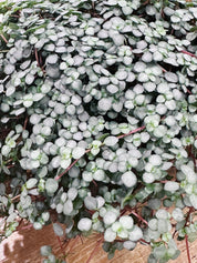 Pilea glaucophylla greyzy | Silver Sprinkles Pilea